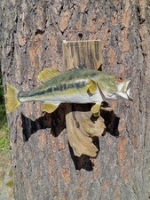 13"Largemouth Bass Taxidermy