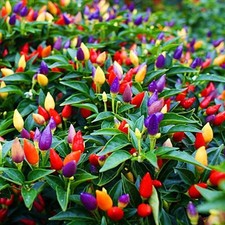 Chinese five Color Hot Pepper