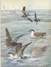 Stampa uccellino a colori