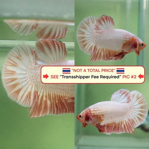 Pesce betta vivo - pesce, (thailandia)