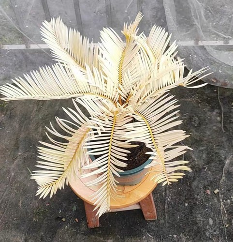 Thunb giardino cycas - da,