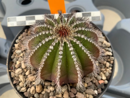 414 uebelmannia pectinifera - 414,
