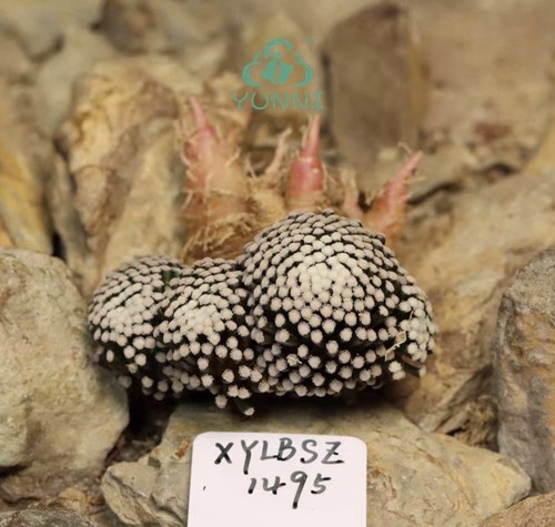 Vendita raro cactus - raro,