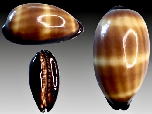 Cypraea talpa imperialis