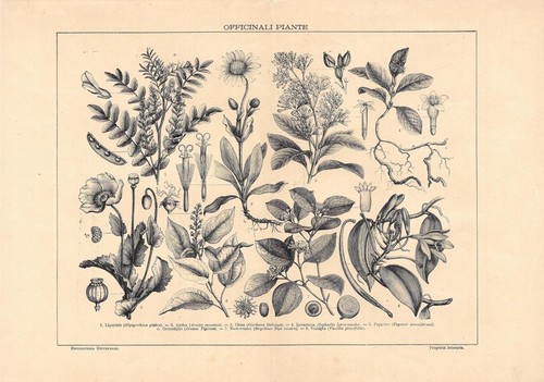 Piante officinali lexicon - officinali, ii.