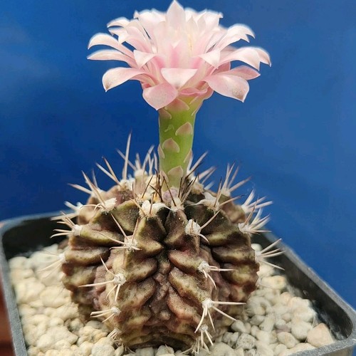 Gymnocalycium rex pot - "t-rex",