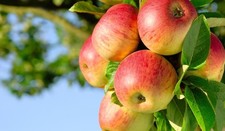 Pianta di melo: varietà mela