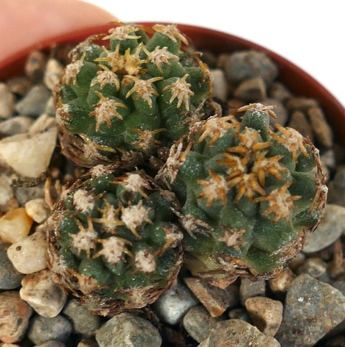 Pediocactus peeblesianus