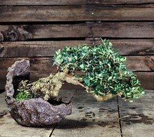 BONSAI OLIVASTRO, Olea Sylvestris In Kurama-ishi Olivetree, Wildolive Ullastre