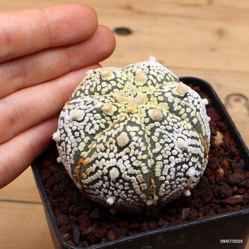 Astrophytum superkabuto vaso - superkabuto,