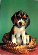52.ANIMALI - BEAGLE CUCCIOLO VG 70