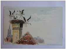 CPA illustrato HAAS Litografia di Strasburgo Cicogna (11346)