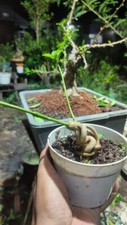 bonsai tree material twisting