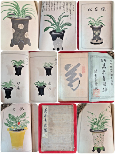 Antico libro botanico