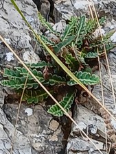 erba spacca pietre  rarissima , per calcoli  e vie urinarie.  officinal bio