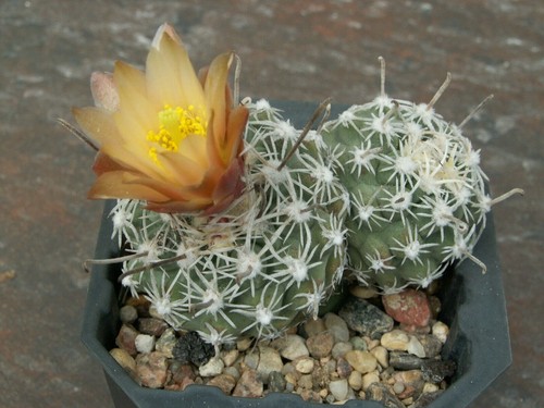 Sclerocactus pubispinus - , sb