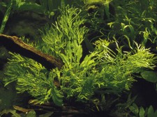 Pianta per acquario Microsorum