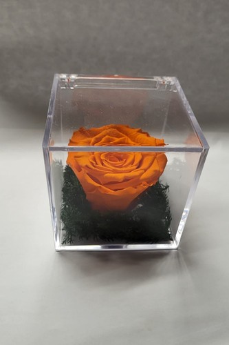 Rosa arancione stabilizzata - rosa,