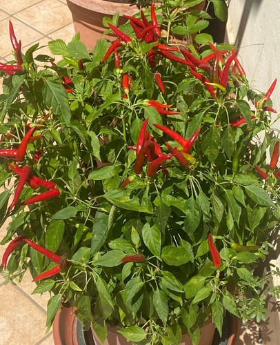 Semi peperoncini - 20, di