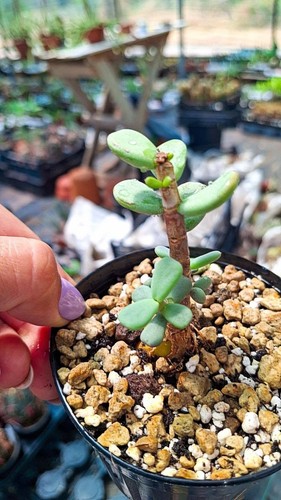 Ceraria pygmaea succulente - ceraria,