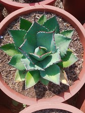Agave Parryi Var. Huachucensis