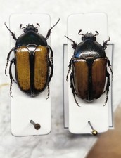 Gnathocera trivittata afzelii, TOGO. COPPIA, A1 - Scarabeidae, Cetonidae