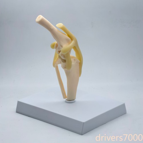 Ginocchio cane modello
