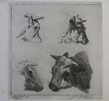 J. C. GAAL ́RINDER- KUHKOPF; HEAD OF COWS ́ P. GAAL, H.&L. 4 II, ACQUAFORTE 1854