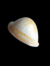 SHELL CONCHIGLIA CYPRAEA