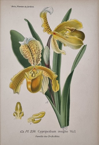 Estampe botanique planche