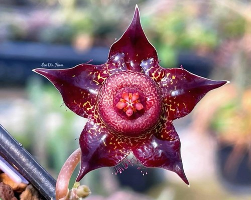 Duvalia polita stapelia - duvalia, no