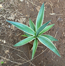 AGAVE DESMETTIANA VARIEGATA -