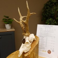 Corna di capriolo classe