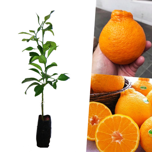 Arancione dekopon sumo - dekopon,,