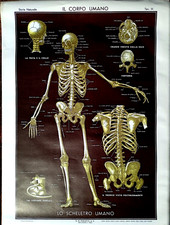 RARO POSTER PARAVIA ANNI '70 IL CORPO UMANO"LO SCHELETRO" TAV II CM 100X70- G