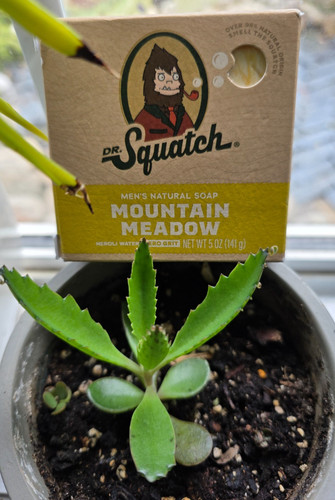Squatch mountain meadow - squatch,
