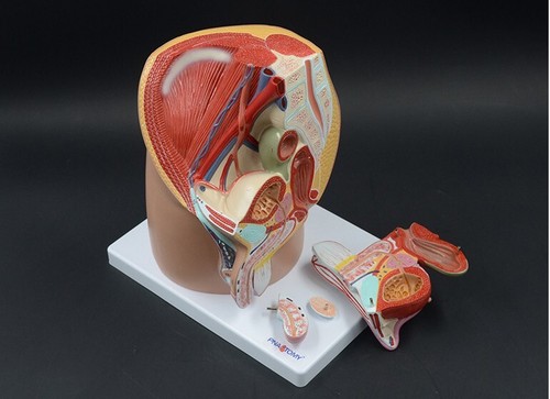 Sistema urogenitale maschile