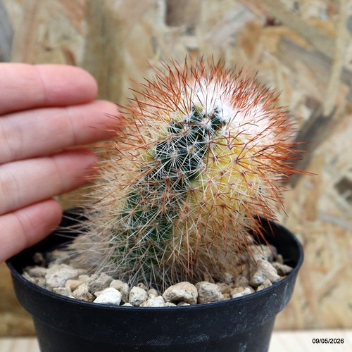 Mammillaria spinosissima