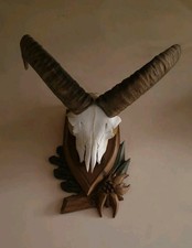 Teschio di Muflone con Palchi