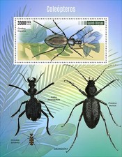 Coleotteri