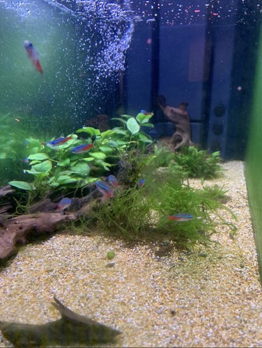 Acquario 200litri rettangolare