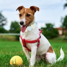  Collari Cuccioli Collarino