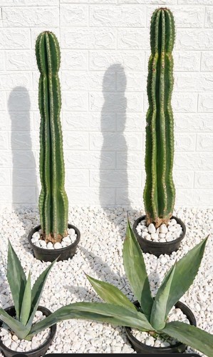 Cactus cereus agave blu 4 - cereus,