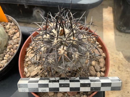 303 copiapoa corralensis - 303,