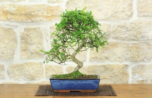 Bonsai pepe giapponese - di, (92)