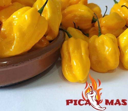 Habanero giallo semi - 30,