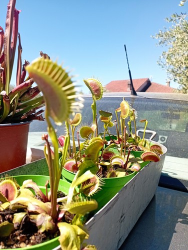Piante carnivore dionea - carnivore, xxl