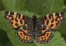 CULLA E VOLO DI ARASCHNIA