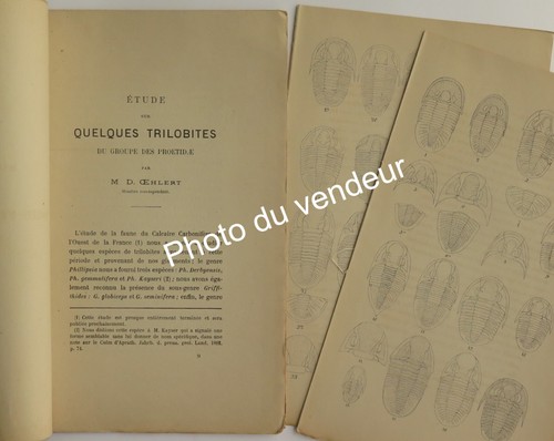 Paléontologie œhlert - paléontologie:,