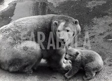 Foto Vintage Animali Regno Unito zoo di Londra Mamma Orsa e cucciolo 1968